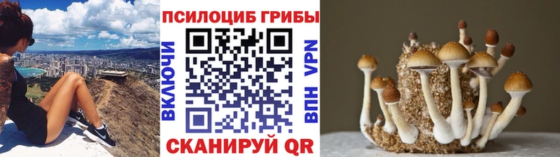 Псилоцибиновые грибы Psilocybe  купить наркотики сайты  Сковородино 